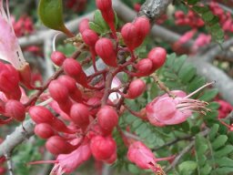 Schotia afra var. afra red buds, pink flowers
